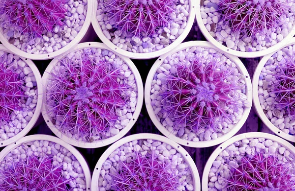 Surreal Pop Art Style Filas Color Púrpura Plantas Cactus Barril —  Fotos de Stock