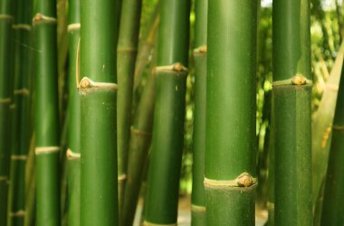 Kapalı yeşil bambu ağacı gövdesi Tayland 'da bambu ormanının
