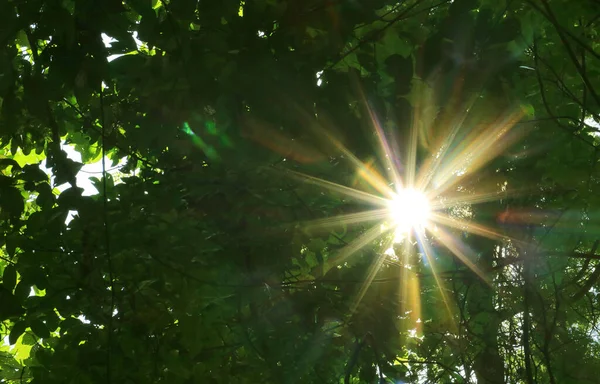 Yeşil Yaprakların Arasında Parlayan Muhteşem Güneş Işığı — Stok fotoğraf