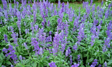 Tarlada açan güzel lavanta çiçekleri