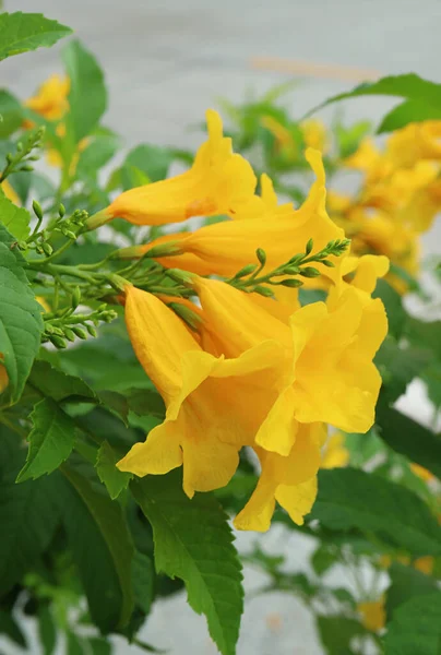 Primer Plano Grupo Vibrantes Flores Trompeta Amarilla Que Florecen Árbol — Foto de Stock