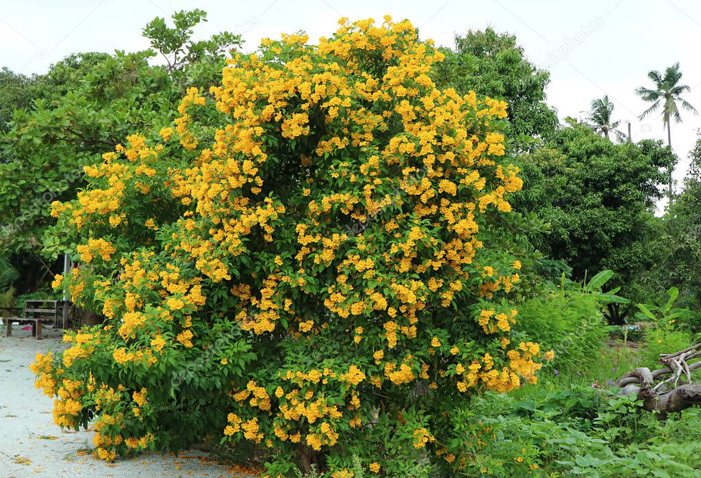 Amazing Flowering Tree of Trumpetbush on the Roadside in Thailand