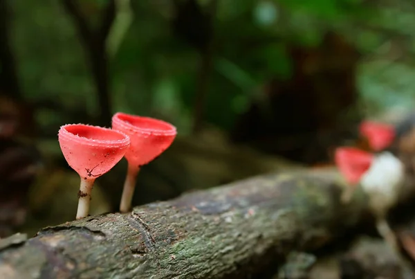 泰国热带雨林腐烂原木上生长的红杯蘑菇对 — 图库照片