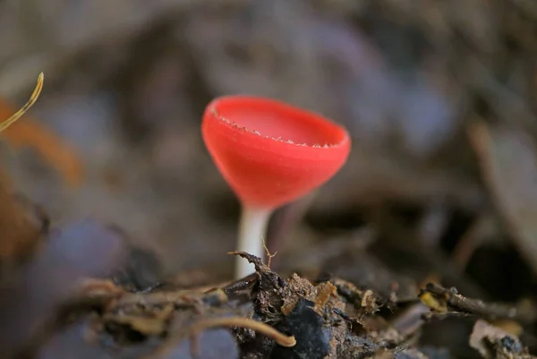 減衰したログで成長している赤いカップキノコのマクロショット — ストック写真