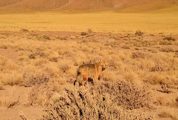 Andisk Räv Gracing Foothill Atacama Öknen Los Flamencos National Reserve — Stockfoto