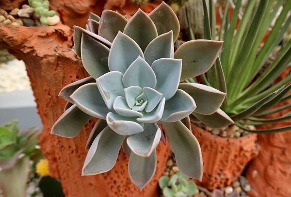 Primer Plano Una Hermosa Maceta Echeveria Atlantis Patio Trasero — Foto de Stock