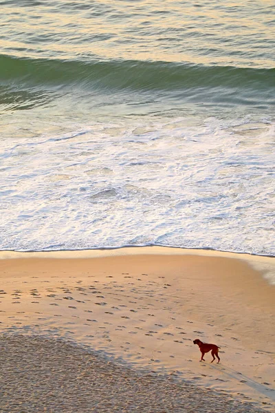Waves Splashing Sandy Beach Full Footprints Dog — Stock Photo, Image