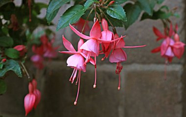 Yakın plan Sersemletici Pembe Fuşya Çiçekleri, Cusco, Peru, Güney Amerika