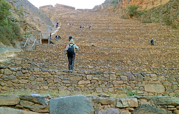 Visiteur Escalade Sur Les Terrasses Pumatallis Intérieur Citadelle Ollantaytambo Incas — Photo