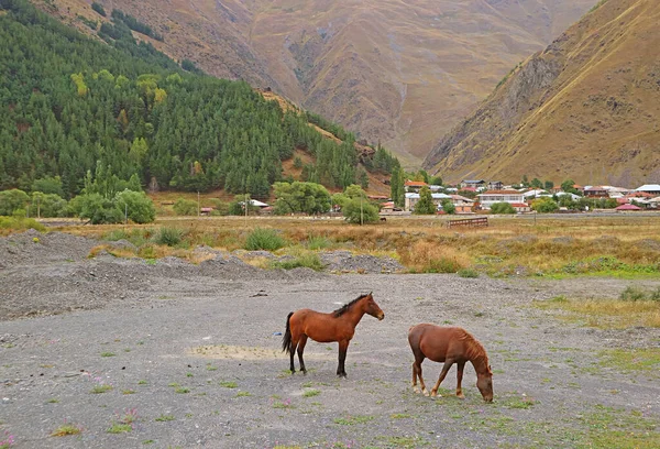 Par Hästar Betande Fältet Byn Sno Kaukasus Mountain Foothills Kazbegi — Stockfoto