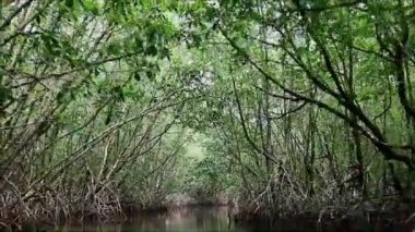 Doğu Tayland 'ın Mangrove Ormanı' ndaki İnanılmaz Ağaç Tünelleri 'nde Tekne Teknesi