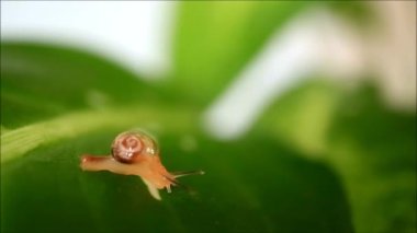 Parlak yeşil yaprağın üzerinde salyangoz sümüğü bırakırken minik salyangoz sürünüyor.