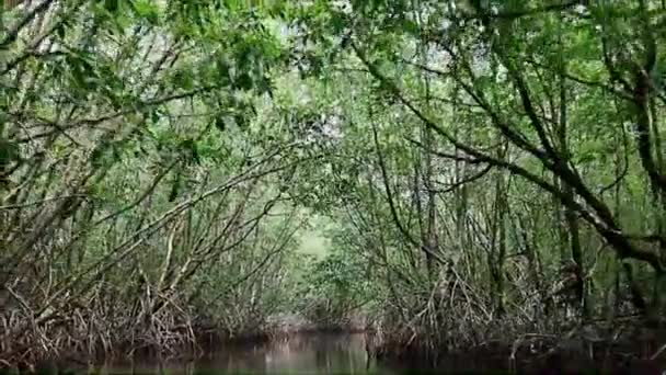 Båtliv Längs Amazing Tree Tunnels Mangrove Forest Östra Thailand — Stockvideo