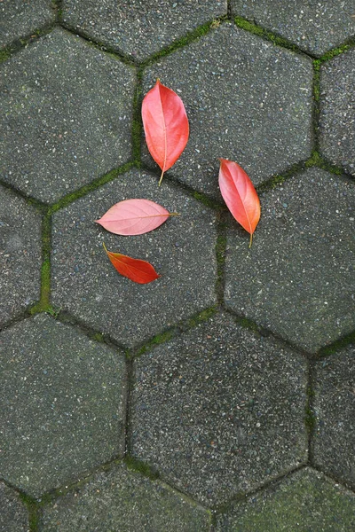 Ζωντανό Κόκκινο Φθινόπωρο Πεσμένα Φύλλα Γκρι Πεζόδρομο — Φωτογραφία Αρχείου