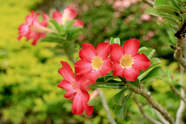 Bunch Vibrant Red Adenium Obesum Flowers Desert Rose Blooming Tree — Stock Photo, Image