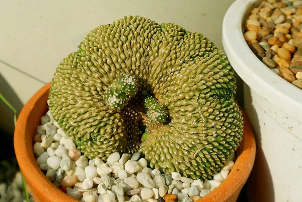 Increíble Notocactus Maceta Scopa Cristata Cactus Creciendo Luz Del Sol — Foto de Stock