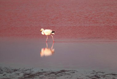 Laguna Colorada 'daki Flamingo Flamboyance' lardan biri Bolivya Altiplano 'daki İnanılmaz Kırmızı Tuz Gölü.