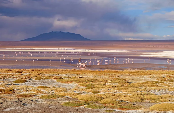 Panoramisch Uitzicht Flamingo Flamboyance Grazen Laguna Colorada Rode Lagune Boliviaanse — Stockfoto