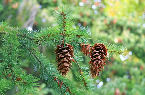 Paar Tannenzapfen Baum Frühherbst Von Patagonien Argentinien Südamerika — Stockfoto