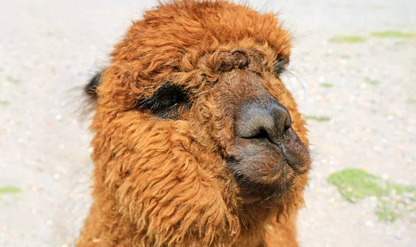 Primer Plano Una Cara Alpaca Esponjosa Marrón Perú América Del — Foto de Stock