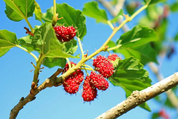 Bando Frutos Amoreira Imaturos Vermelhos Vibrantes Amadurecendo Árvore — Fotografia de Stock
