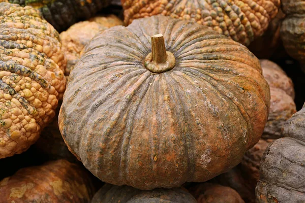 Närbild Mogen Pumpa Högen — Stockfoto