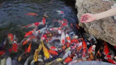 Geniş Renkli Amur Sazan Karabataklarının Beslenme Göleti Topakları