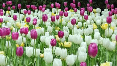 Parlak Beyaz ve Pembe Zafer Laleleri Sarı Şakayık Laleleri Bahçede Çiçek Açıyor