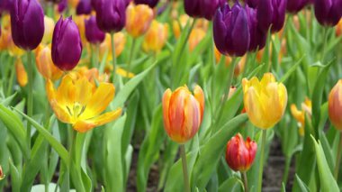 Büyüleyici Prenses Irene lalelerinin Büyüleyici Mor Bayrak laleleriyle Birçok Çiçek Aşamalarında