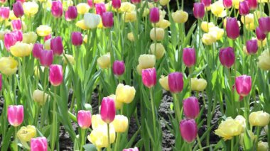 Sarı şakayık laleli Mor Zafer laleleri Yumuşak Güneş Işığında Çiçek açıyor