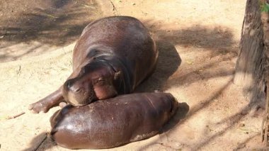 Anne Pigme Hippo 'nun 6 aylık tombul çocuğuna yastık gibi rahat bir uyku çektiği görüntüler.