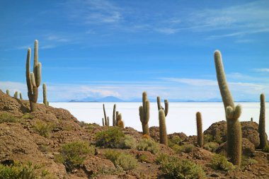 Salar de Uyuni, Bolivya, Güney Amerika 'nın uçsuz bucaksız tuz düzlüklerine bakan büyük Trichocereus Pasacana kaktüsüyle Incahuasi adası kayalık.