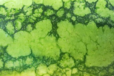 Karpuzun kabuk deseni açık yeşil arka planda koyu yeşil çizgiler