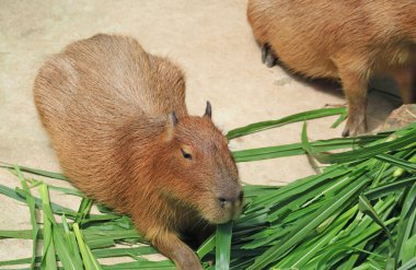 Açık Hayvanat Bahçesi 'nde Bir Capybara Çimenlerinin Kapanışı