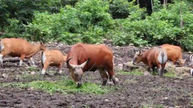 Dişi Banteng Sürüsü 'nün görüntülerinde de kahverengi kaban bulunur ve poposunda büyük beyaz bir leke bulunur.