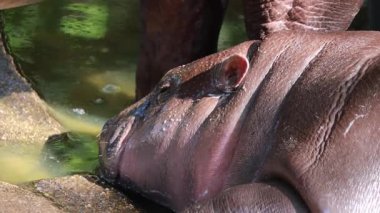 Tatlı bir pigme su aygırı görüntüsü güneş ışığında uyukluyor. Cildinden salgılanan Hipposudorik asit doğal güneş kremi ve antiseptik görevi görüyor.