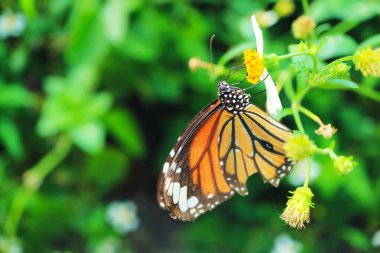 Bir Danaus Genutia (Yaygın Kaplan) Kelebek Bidens Albas 'ın Nektarını Topluyor