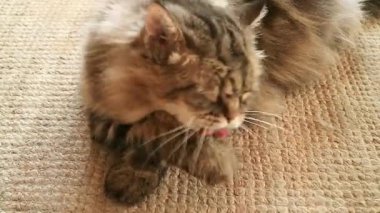 Kahverengi tüylü Pers Kedisinin Oturma Odasında Bakım Görüntüsü