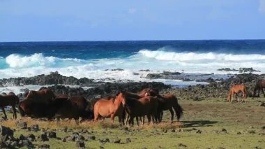 Dalgalı Pasifik okyanus kıyısında otlayan büyük bir vahşi at grubunun görüntüleri, Paskalya adası, Şili, Güney Amerika