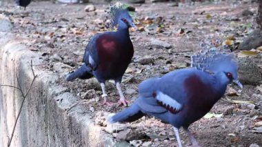 İki Muhteşem Victoria Taç Giymiş Güvercinler Yerde Rahatlıyor