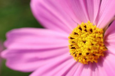 Çiçekli Bahçe Çiçeklerinin Sanatsal Detaylarının Kapanışı