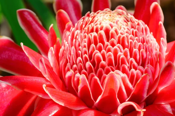 Flor vermelho tocha gengibre flor — Fotografia de Stock