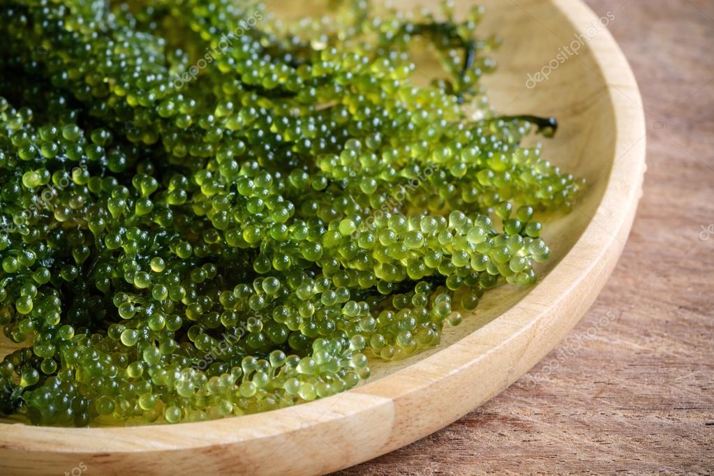 Sea Grapes (Caulerpa Lentillifera) seaweed Stock Photo by ©Kitzcorner