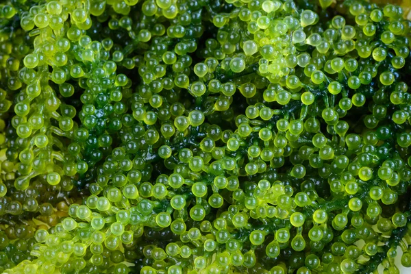 Meerestrauben (caulerpa lentillifera) Algen — Stockfoto
