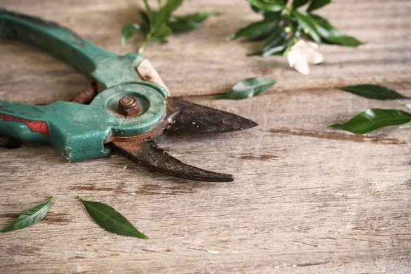 Old rusty pruning shears with leaves — Stock Photo, Image