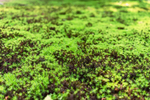 Moss verde na floresta foco seletivo — Fotografia de Stock