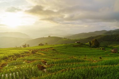 Yeşil teraslar alan Pa Pong Pieng, Chiang Mai, Tayland pirinç