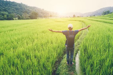 Yeşil pirinç terasları Chiangmai T alanına bakarak adam traveler