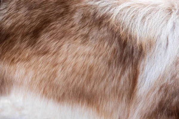 Kahverengi Köpek Kürkü Dokusu Arkaplanı Kapat — Stok fotoğraf