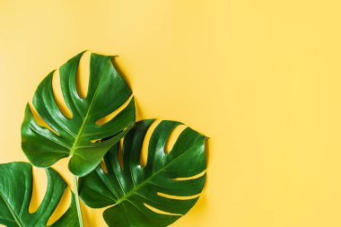 Renk arkaplanındaki tropikal yeşil yapraklar kopya alanı, Üst görünüm